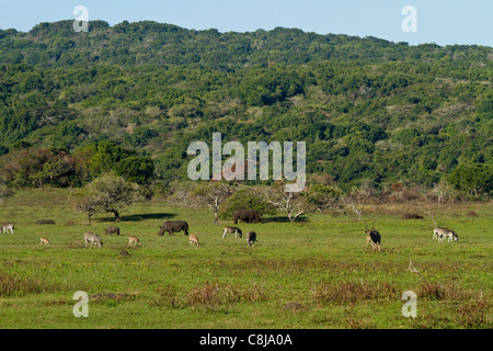 Gruppe von Tieren, einschließlich der Nashörner, Zebras, Kudus und andere Weiden auf frischen Rasen in iSimnagaliso Wetland Park Stockfoto