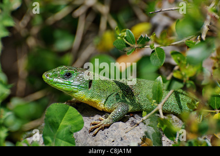 Eidechse, Eidechsen, Balkan grüne Eidechse, grüne Eidechse, Lacerta Trilineata großen, Reptil, Reptilien, Gesamtansicht, geschützt, endang Stockfoto