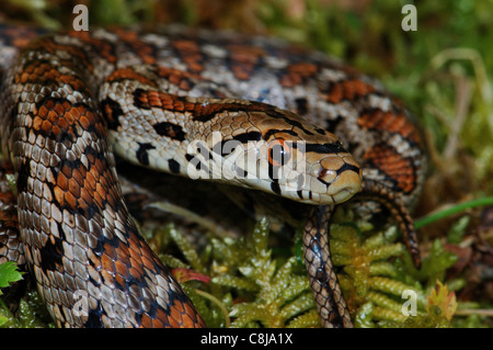 Schlange, Schlangen, Leopard Schlange, Zamenis Situla, Schmuckstück Schlange, Reptil, Reptilien, Porträt, geschützt, gefährdet, Griechenland, Griechisch, Stockfoto