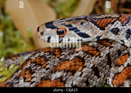 Schlange, Schlangen, Leopard Schlange, Zamenis Situla, Schmuckstück Schlange, Reptil, Reptilien, Porträt, geschützt, gefährdet, Griechenland, Griechisch, Stockfoto