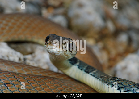 Peitsche Schlange, Dahls Peitsche Schlange, Platyceps Najadum Dahlii, Schlange, Schlangen, Reptilien, Reptilien, Porträt, geschützt, gefährdet, Gree Stockfoto