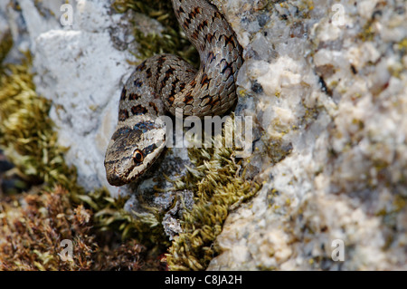 Schlingnatter Coronella Austriaca, Schlange, Schlangen, Reptilien, Reptilien, Porträt, geschützte, gefährdete, indigene, nicht giftige, Stockfoto