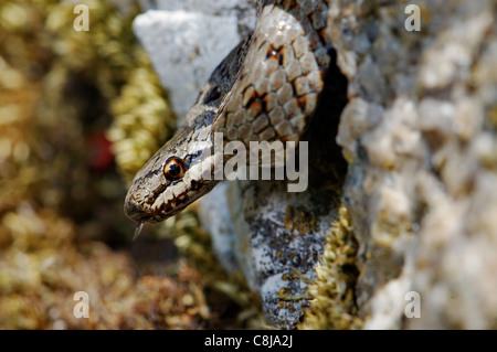 Schlingnatter Coronella Austriaca, Schlange, Schlangen, Reptilien, Reptilien, Porträt, geschützte, gefährdete, indigene, nicht giftige, Stockfoto