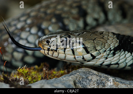 Ringelnatter, Colubrid, Nattern, Natrix Natrix Helvetica, Schlange, Schlangen, Reptilien, Reptilien, Porträt, geschützt, gefährdet, in Stockfoto