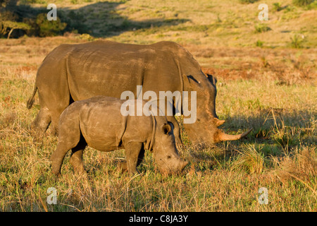Breitmaulnashorn Mutter und Baby Beweidung im iSimangaliso Wetland Park, Südafrika Stockfoto