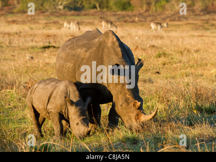 Breitmaulnashorn Mutter und Baby Beweidung im iSimangaliso Wetland Park, Südafrika Stockfoto