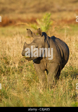 Junge weiße Nashorn im iSimangaliso Wetland Park Stockfoto