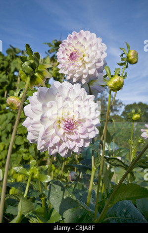 Dahlien-Blumen wachsen auf Zuteilung im Vereinigten Königreich Stockfoto