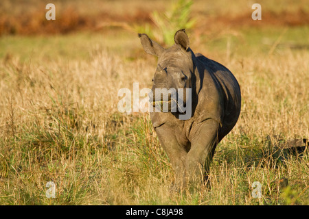 Junge weiße Nashorn im iSimangaliso Wetland Park Stockfoto