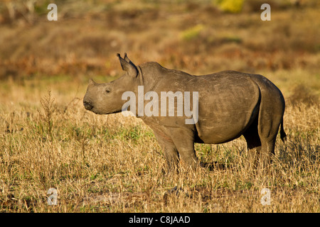 Junge weiße Nashorn im iSimangaliso Wetland Park Stockfoto