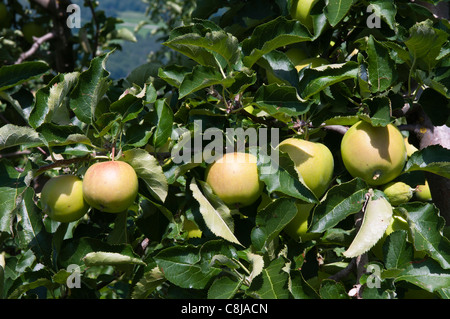 Äpfel, Tiso, Villnösser Tal (Villnoss), Dolomiten, Trentino Alto Adige, South Tyrol, Italien. Stockfoto