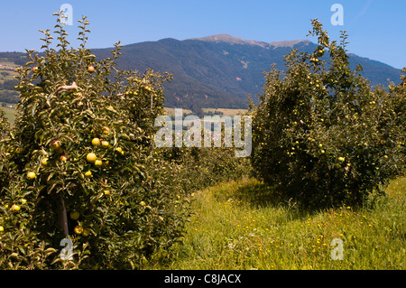 Äpfel, Tiso, Villnösser Tal (Villnoss), Dolomiten, Trentino Alto Adige, South Tyrol, Italien. Stockfoto