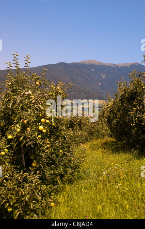 Äpfel, Tiso, Villnösser Tal (Villnoss), Dolomiten, Trentino Alto Adige, South Tyrol, Italien. Stockfoto