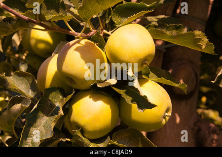 Äpfel, Tiso, Villnösser Tal (Villnoss), Dolomiten, Trentino Alto Adige, South Tyrol, Italien. Stockfoto