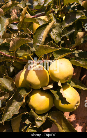 Äpfel, Tiso, Villnösser Tal (Villnoss), Dolomiten, Trentino Alto Adige, South Tyrol, Italien. Stockfoto