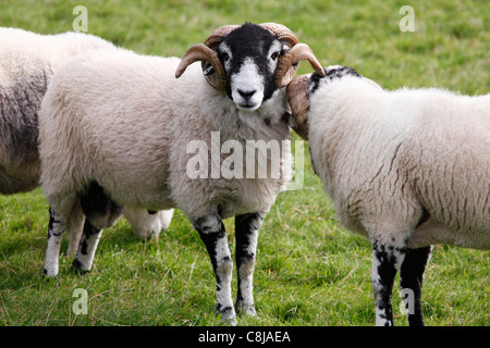 [Swaledale Schafen], rammt Beweidung im Feld "Lake District", Cumbria, England, UK Stockfoto