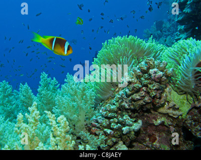 Rotes Meer Anemonenfische - Amphiprion bicinctus Stockfoto