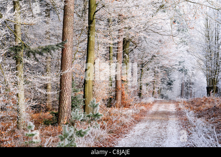 Deutschland, Odenwald: Frost und Eis am Hirschberg Wald in Limbach Baden Stockfoto