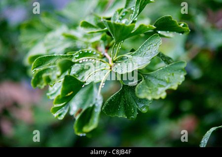 Ginkgo Biloba Baum im Garten mit Regentropfen. Stockfoto