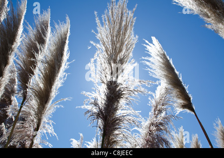 Pampasgras seed Köpfe, El Cerrito, San Francisco Bay Stockfoto