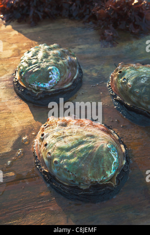 Reife Abalone, kultiviert Abalone, Goleta, Kalifornien Stockfoto
