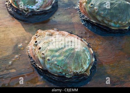 Reife Abalone, kultiviert Abalone, Goleta, Kalifornien Stockfoto