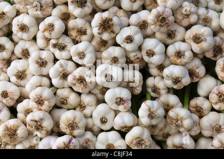 Knoblauch frisch geerntet auf dem Display auf dem Bauernmarkt Stockfoto