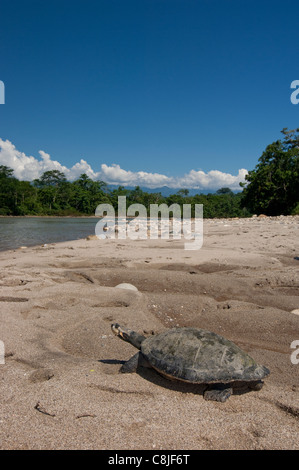 Arrau Riesenschildkröte (Podocnemis Expansa), Napo Fluss, Amazonien, Ecuador, Südamerika Stockfoto