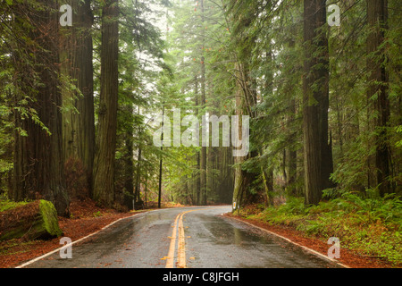 CA00903-00... Kalifornien - Avenue of the Giants durch Humboldt Redwoods State Park. Stockfoto