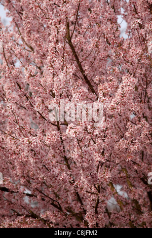 Prunus Pendel var. Ascendens 'Rosea' Stockfoto