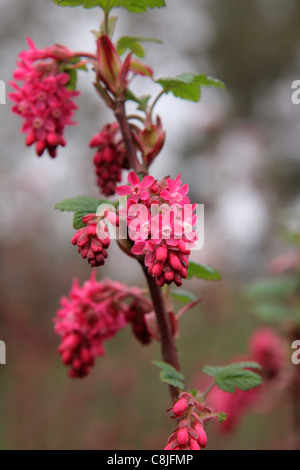 Ribes Sanguineum "Red Pimpernel" Stockfoto