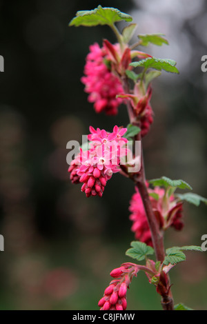 Ribes Sanguineum "Red Pimpernel" Stockfoto