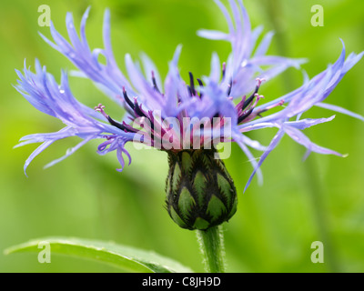 Ausdauernde Kornblume / Mountain Cornflower / Centaurea Montana / Bergflockenblume Stockfoto