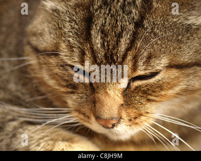 Porträt von einer Wildkatze / Felis Silvestris / Europäische Wildkatze Stockfoto