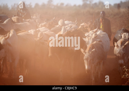 Rinderhirten auf der Straße zwischen Isiolo und Marsabit im Norden Kenias Stockfoto