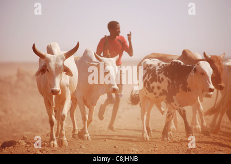 Rinder Herder im Norden Kenias auf der Straße zwischen Isiolo und Marsabit Stockfoto