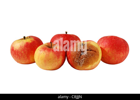 Einen faulen, schlecht, faulenden Apfel in Haufen von vier gute Äpfel Stockfoto