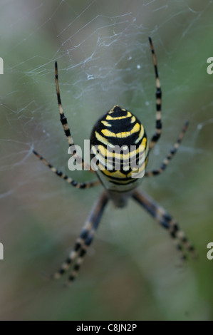 Wespe Spinne im Web gefunden in dorset Stockfoto