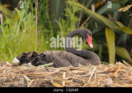 Black Swan Cygnus olor Erwachsenen auf Nest fotografiert in Victoria, Australien Stockfoto