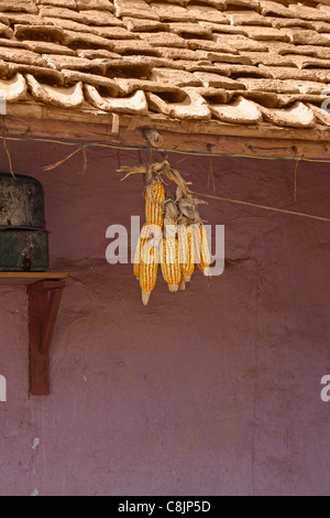 Saatgut von Mais, Mais, Zea Mays, Indien Stockfoto