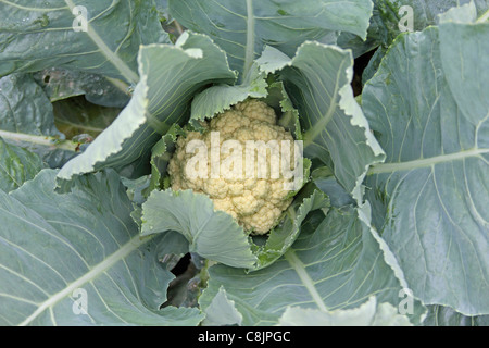 Blumenkohl-Feld, Indien Stockfoto