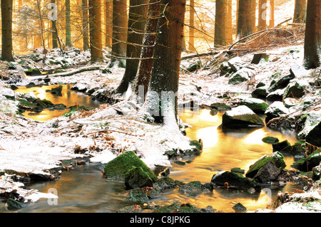 Deutschland, Odenwald: Frost und Eis am Hirschberg Wald in Limbach Baden Stockfoto