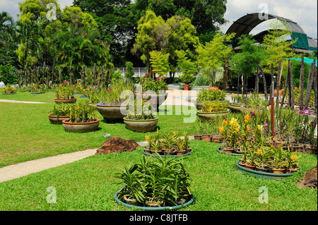 Orchid Garden in den Seegärten (Taman Tasik Perdana), Kuala Lumpur, Malaysia Stockfoto