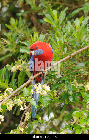 Crimson Rosella Platycercus Elegans fotografiert in Victoria, Australien Stockfoto