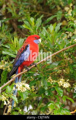 Crimson Rosella Platycercus Elegans fotografiert in Victoria, Australien Stockfoto