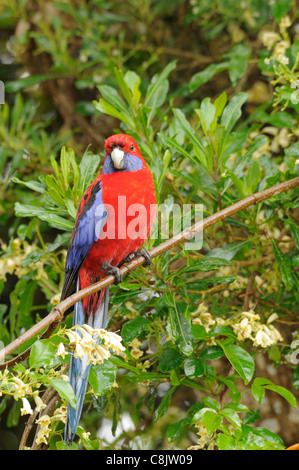 Crimson Rosella Platycercus Elegans fotografiert in Victoria, Australien Stockfoto