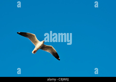 Möwen fliegen über klaren, blauen Himmel Stockfoto