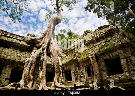 Ta Prohm Tempel, Angkor, Kambodscha Stockfoto