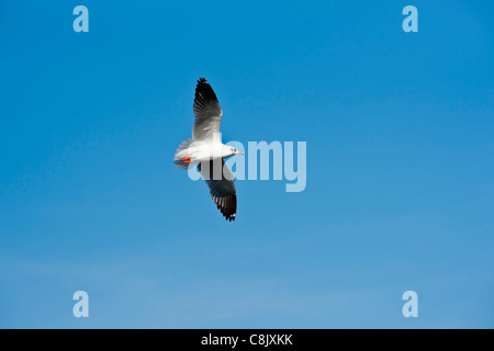 Möwen fliegen über klaren, blauen Himmel Stockfoto