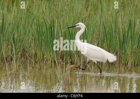 Kleiner Reiher Egretta Garzetta fotografiert in der Camargue, Frankreich Stockfoto